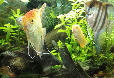 fish1